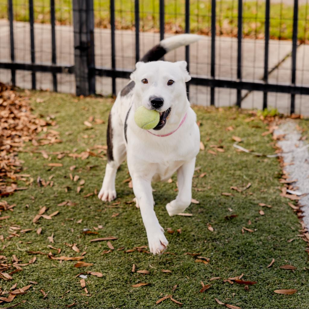 Enlarge Angelica, a Adoptable Mixed Breed in Memphis, TN image 1/6