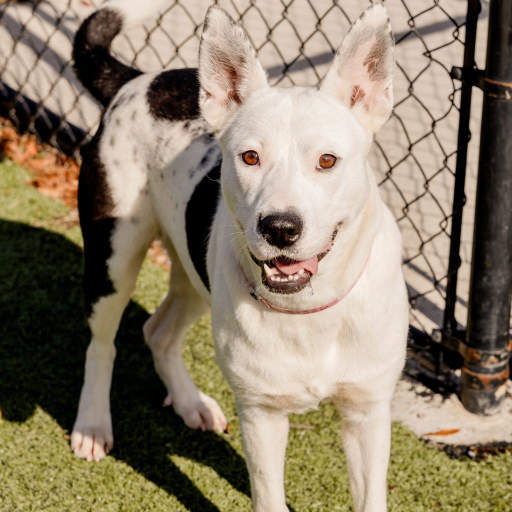 Enlarge Angelica, a Adoptable Mixed Breed in Memphis, TN image 2/6