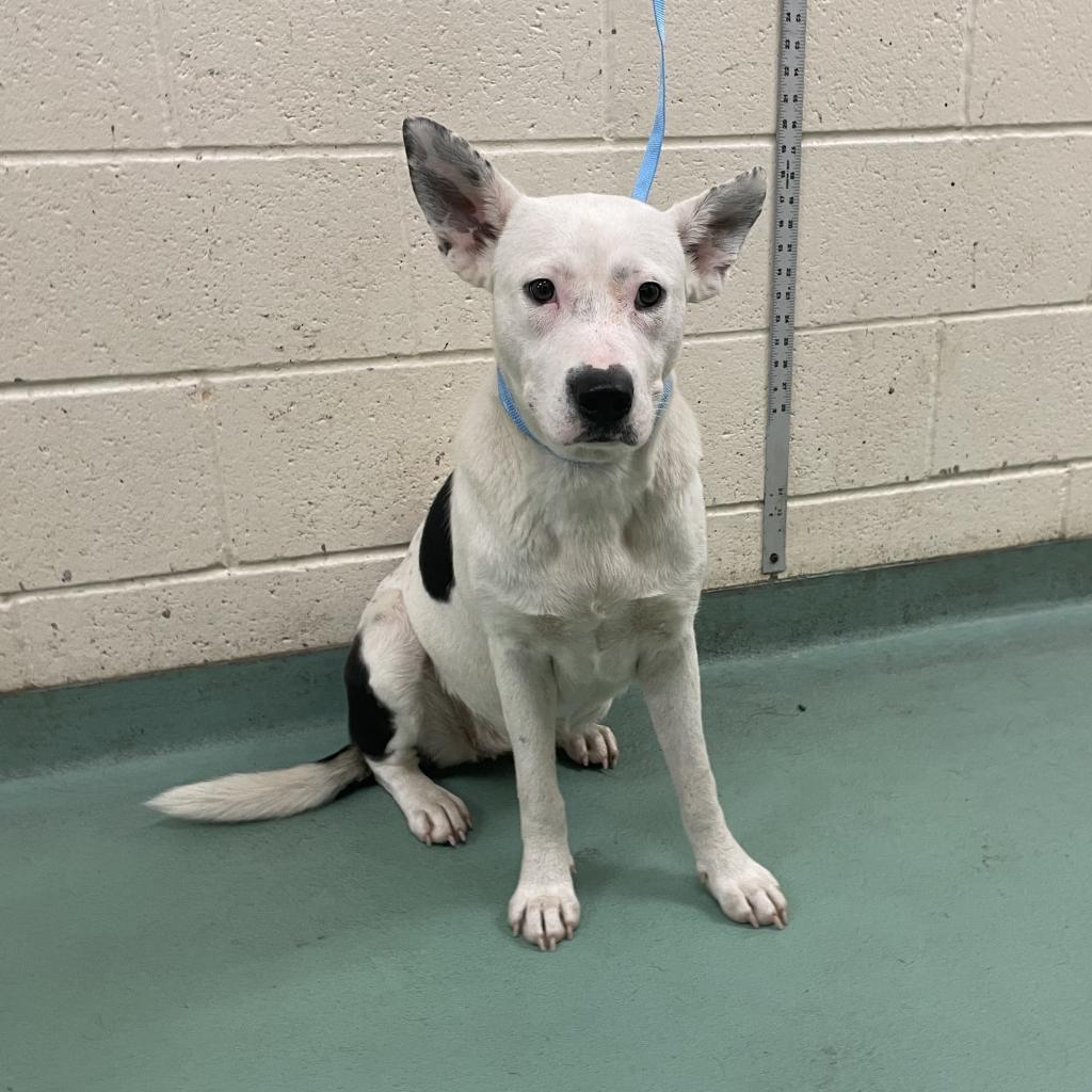 Enlarge Angelica, a Adoptable Mixed Breed in Memphis, TN image 3/6