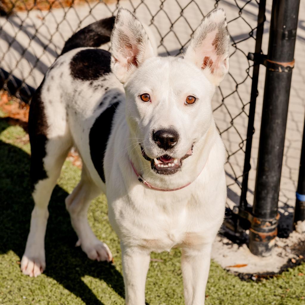 Enlarge Angelica, a Adoptable Mixed Breed in Memphis, TN image 4/6