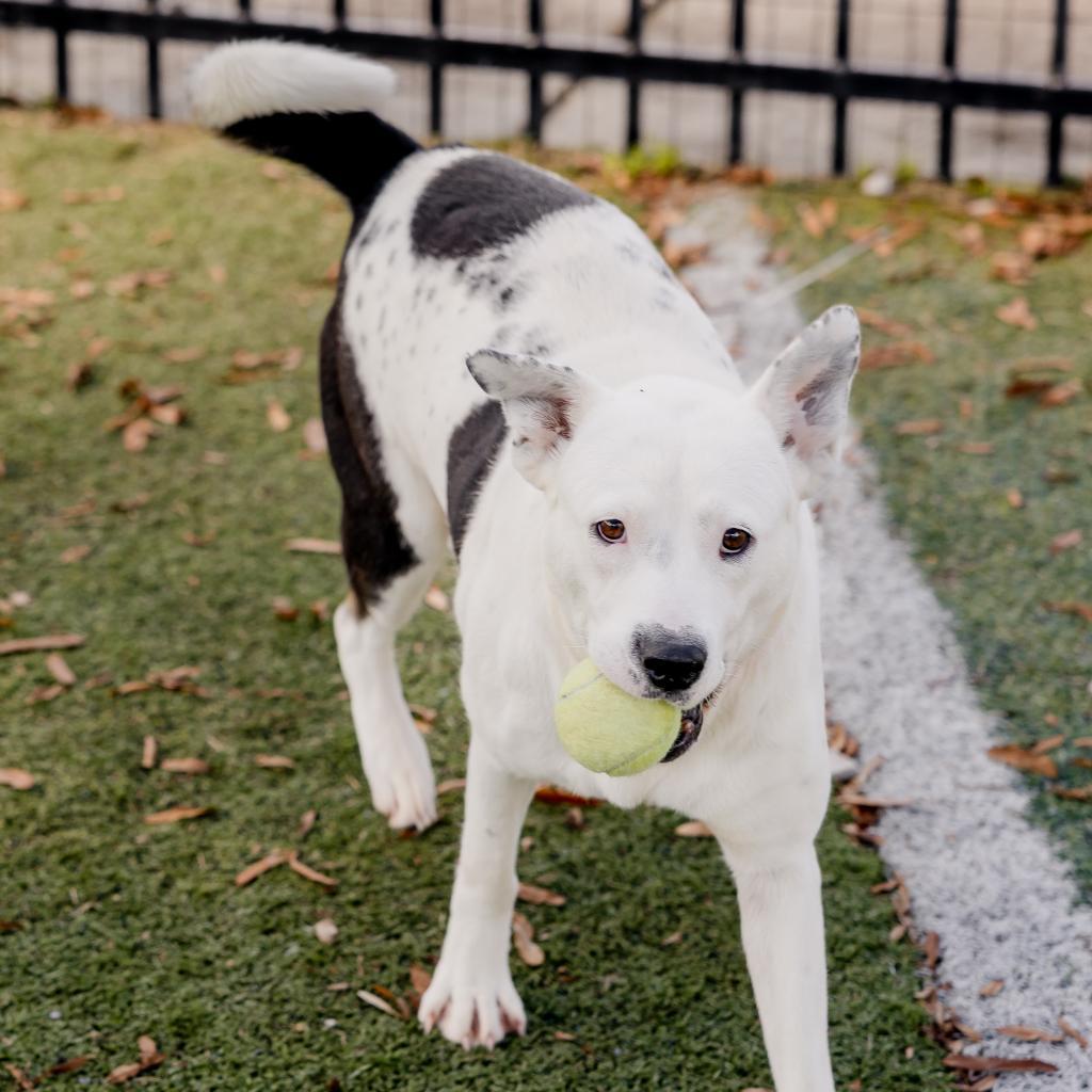 Enlarge Angelica, a Adoptable Mixed Breed in Memphis, TN image 5/6