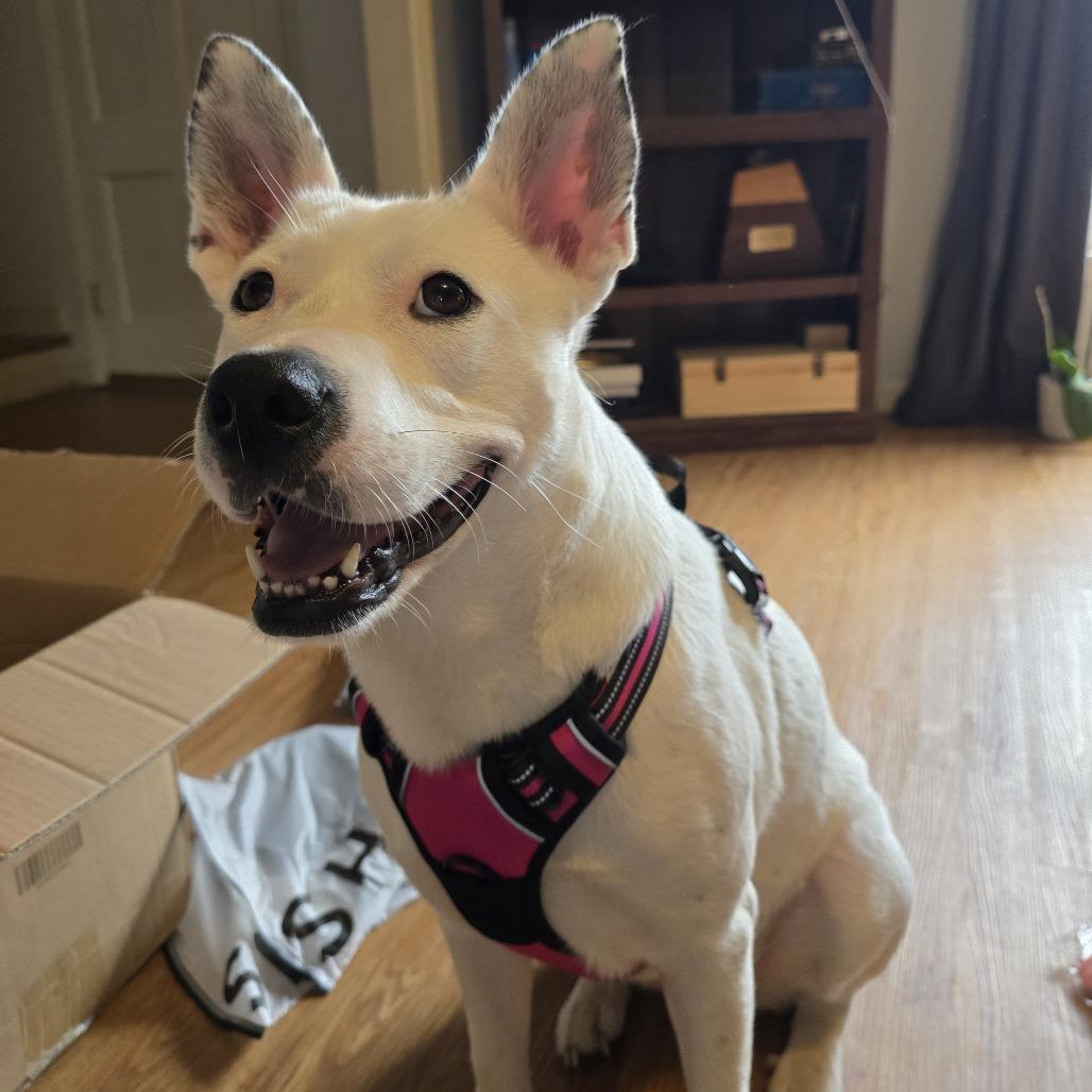 Enlarge Angelica, a Adoptable Mixed Breed in Memphis, TN image 6/6