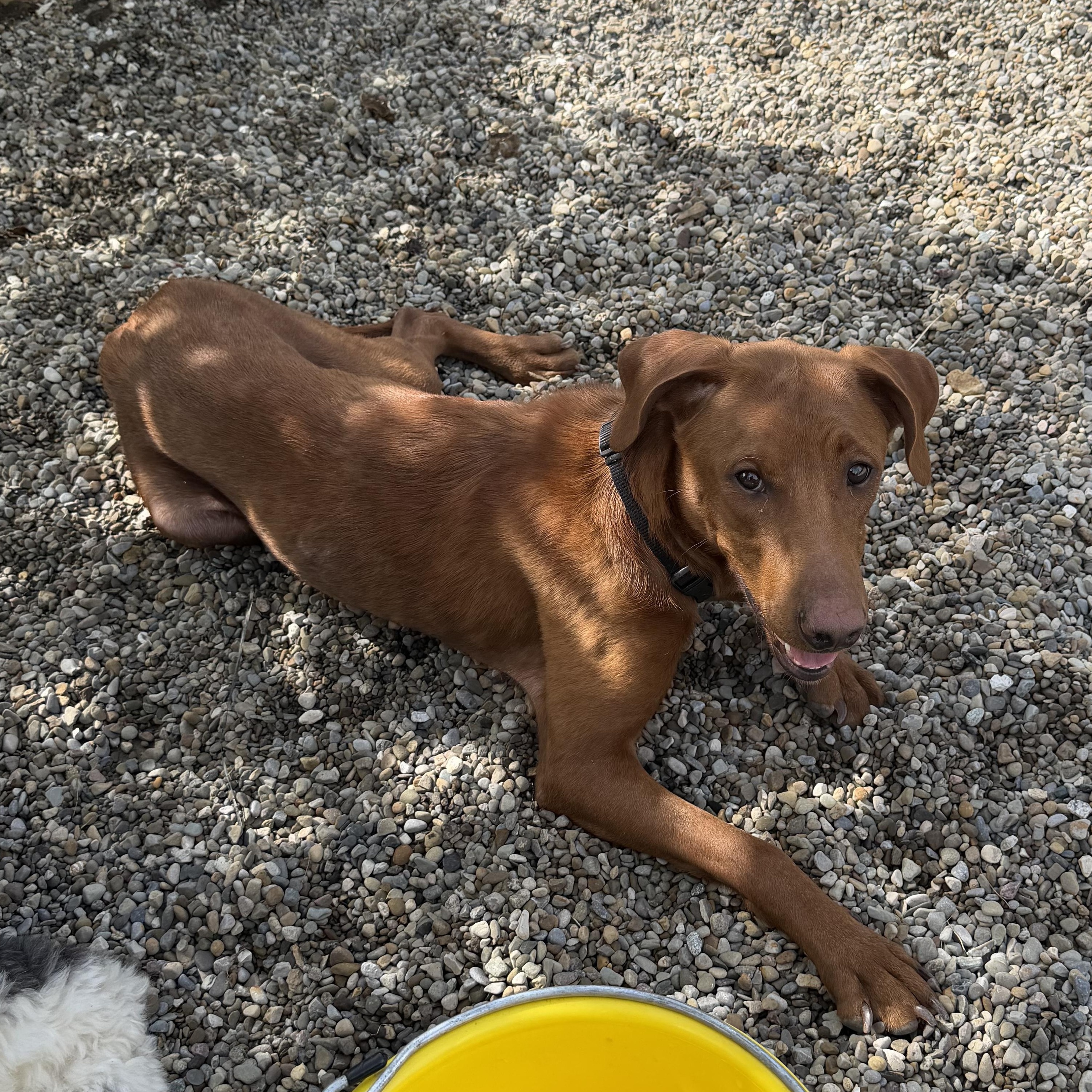 Enlarge Sadie, a Adoptable mixed breed in New Albany, OH image 2/5