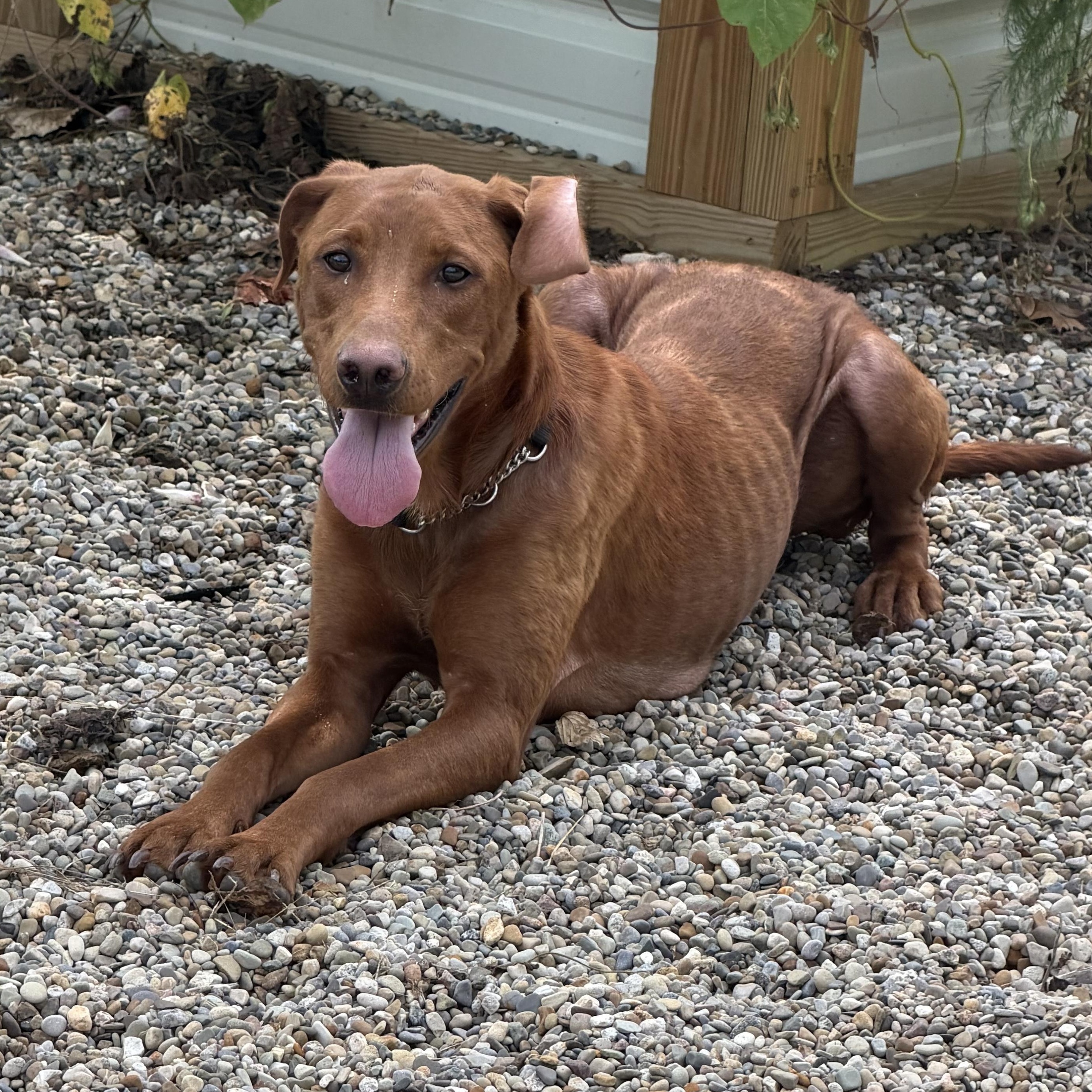Enlarge Sadie, a Adoptable mixed breed in New Albany, OH image 1/5