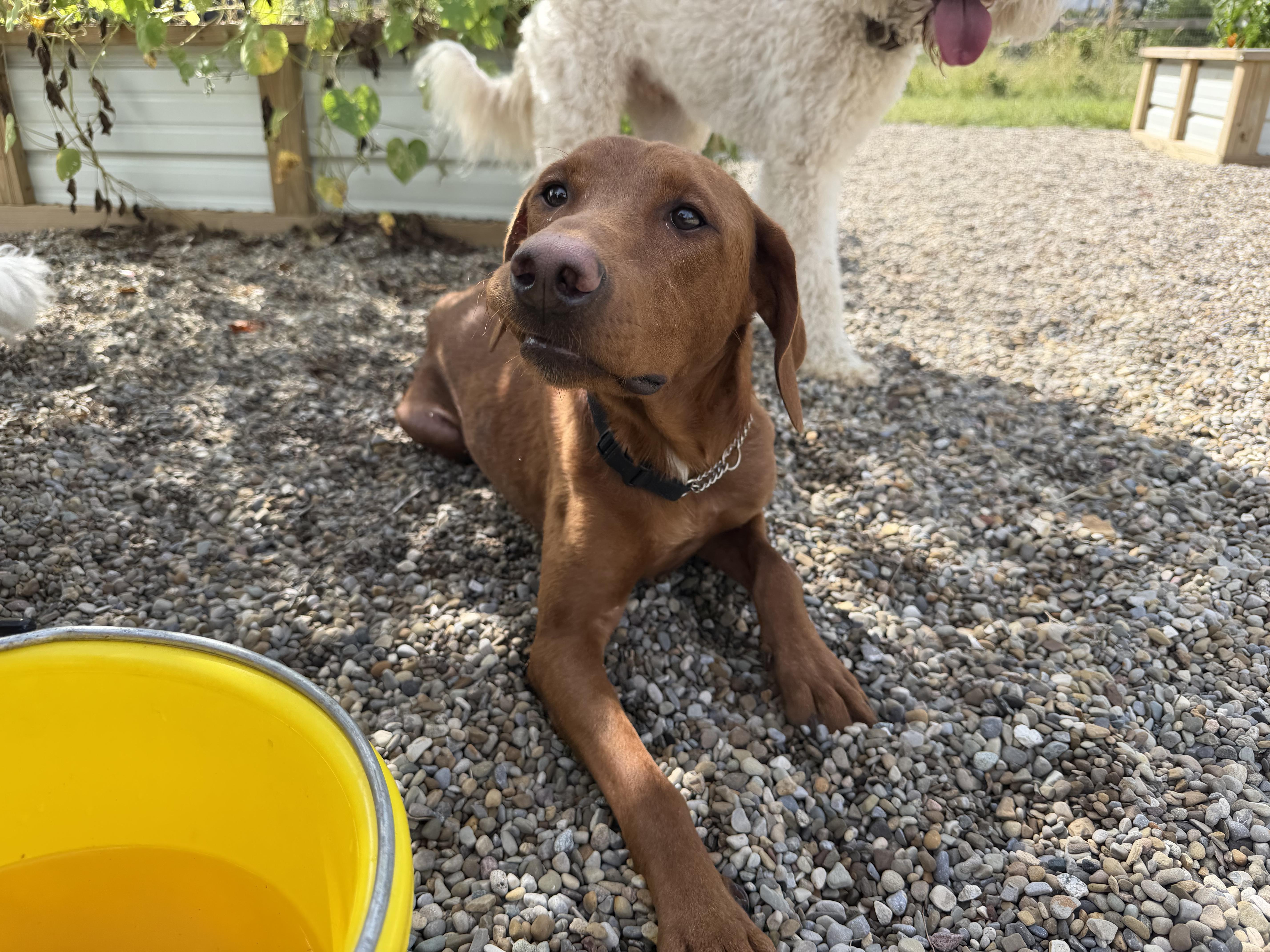 Enlarge Sadie, a Adoptable mixed breed in New Albany, OH image 5/5