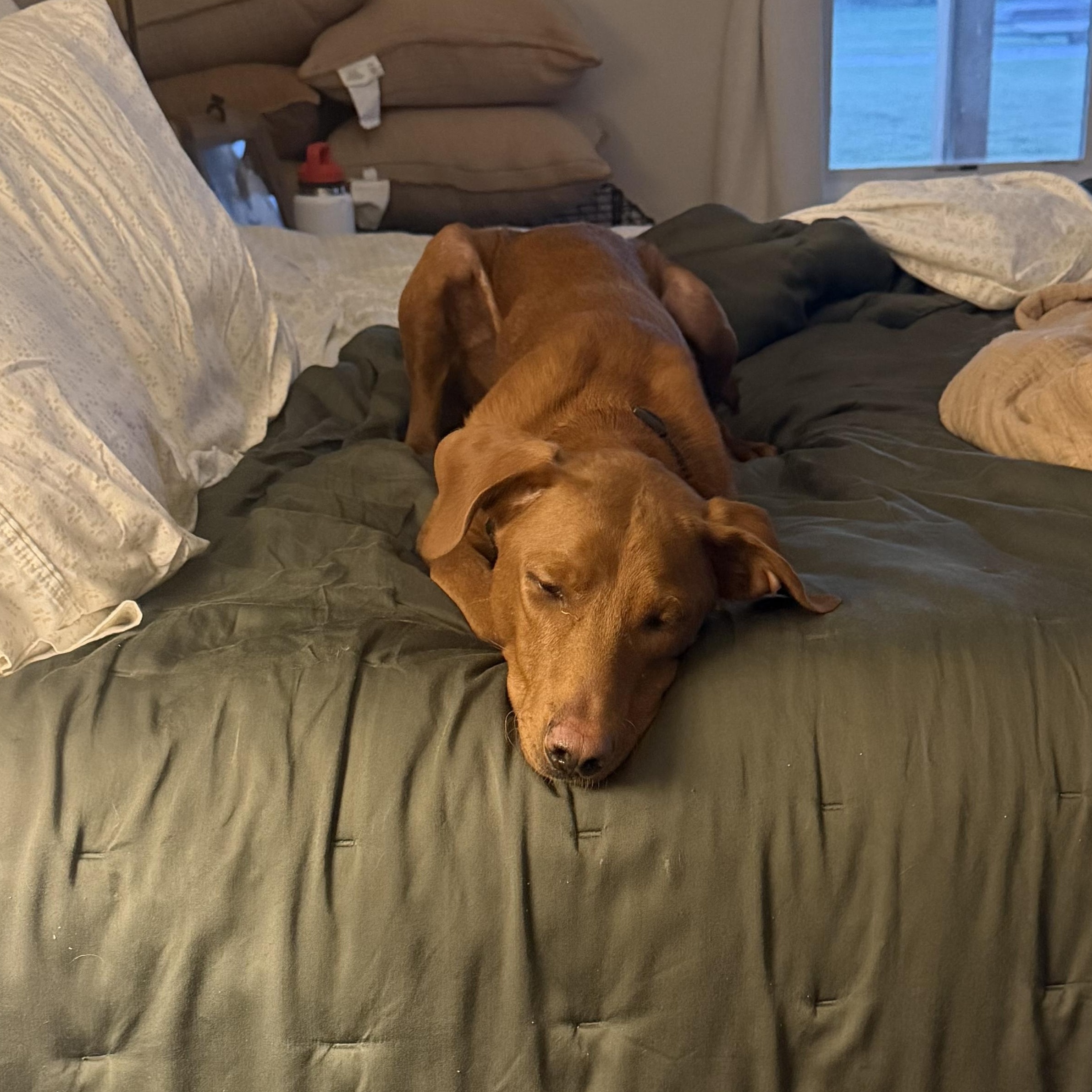 Enlarge Sadie, a Adoptable mixed breed in New Albany, OH image 4/5