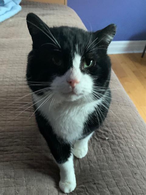 Chopin, ADOPTABLE, Adult Male Domestic Short Hair.