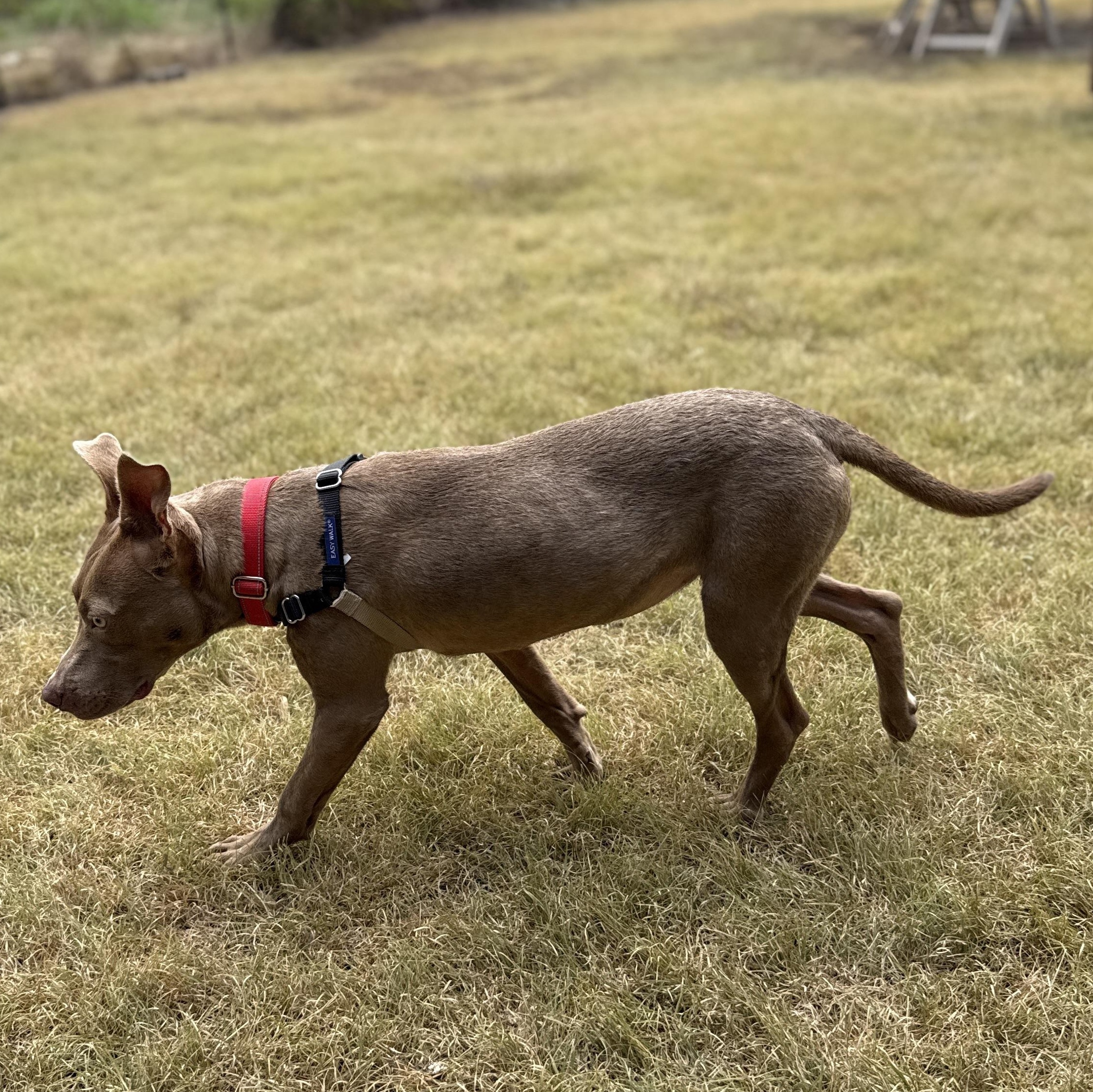 Enlarge Bonnie, a Adoptable mixed breed in Bulverde, TX image 3/4