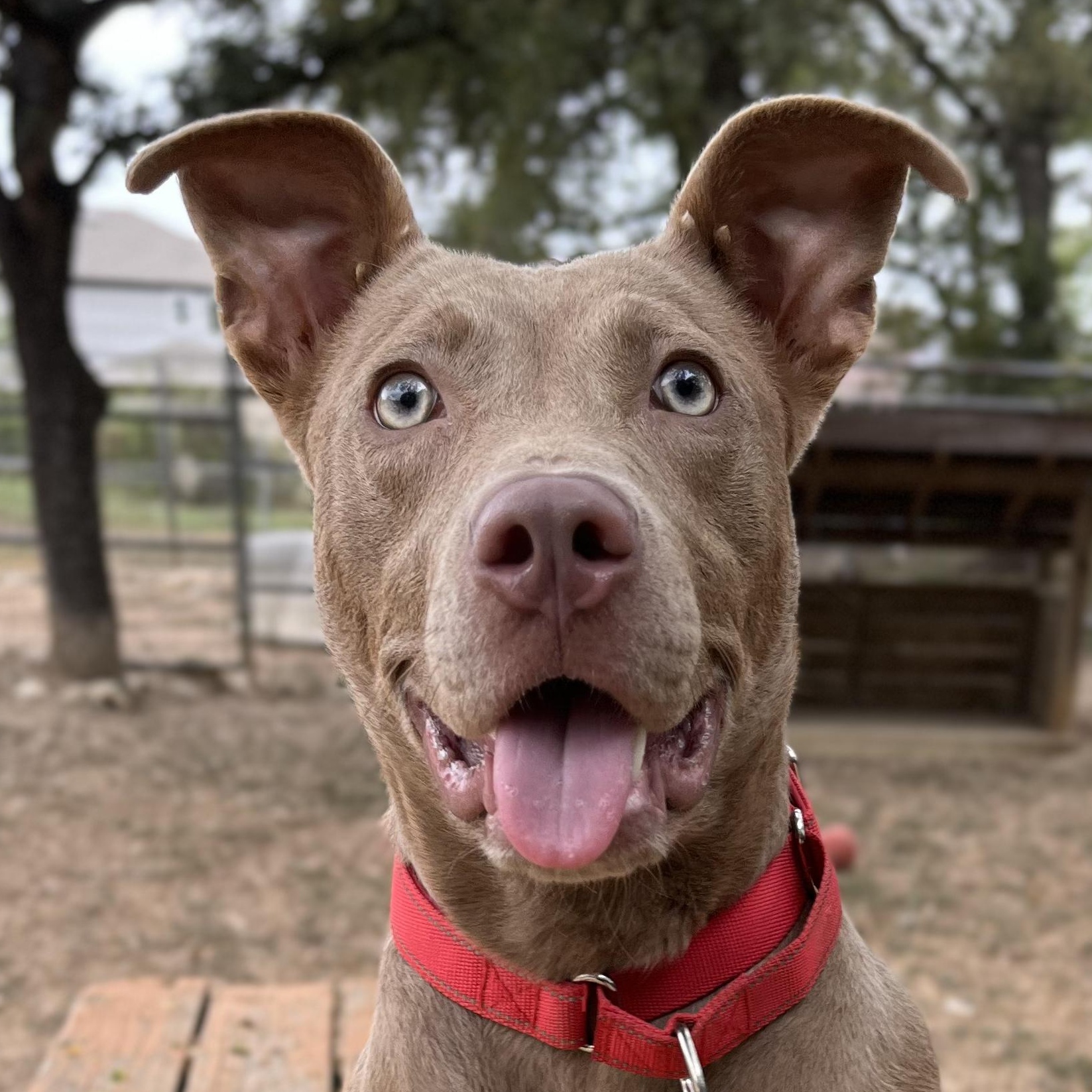 Bonnie, Adoptable, Puppy Female Terrier.
