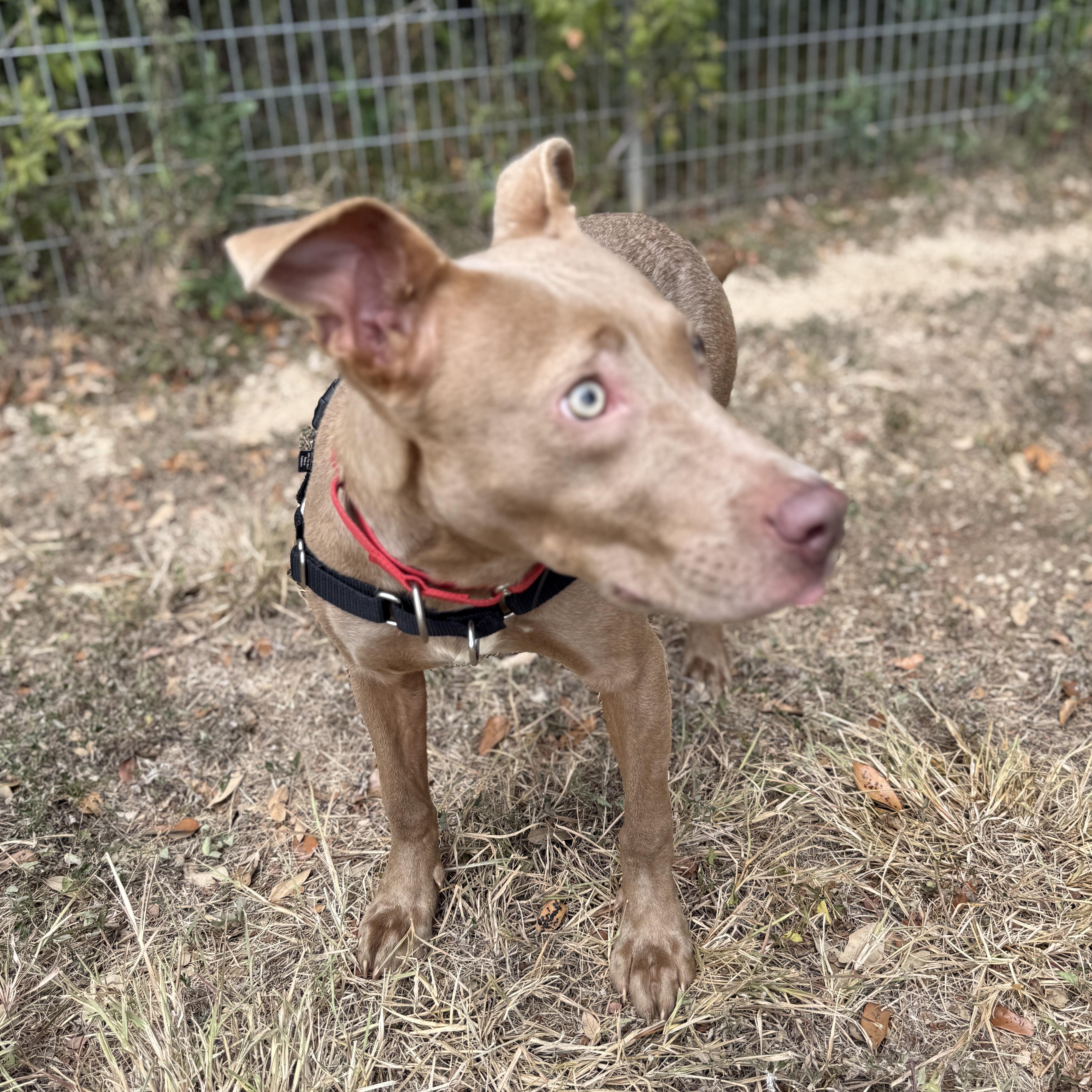 Enlarge Bonnie, a Adoptable mixed breed in Bulverde, TX image 4/4