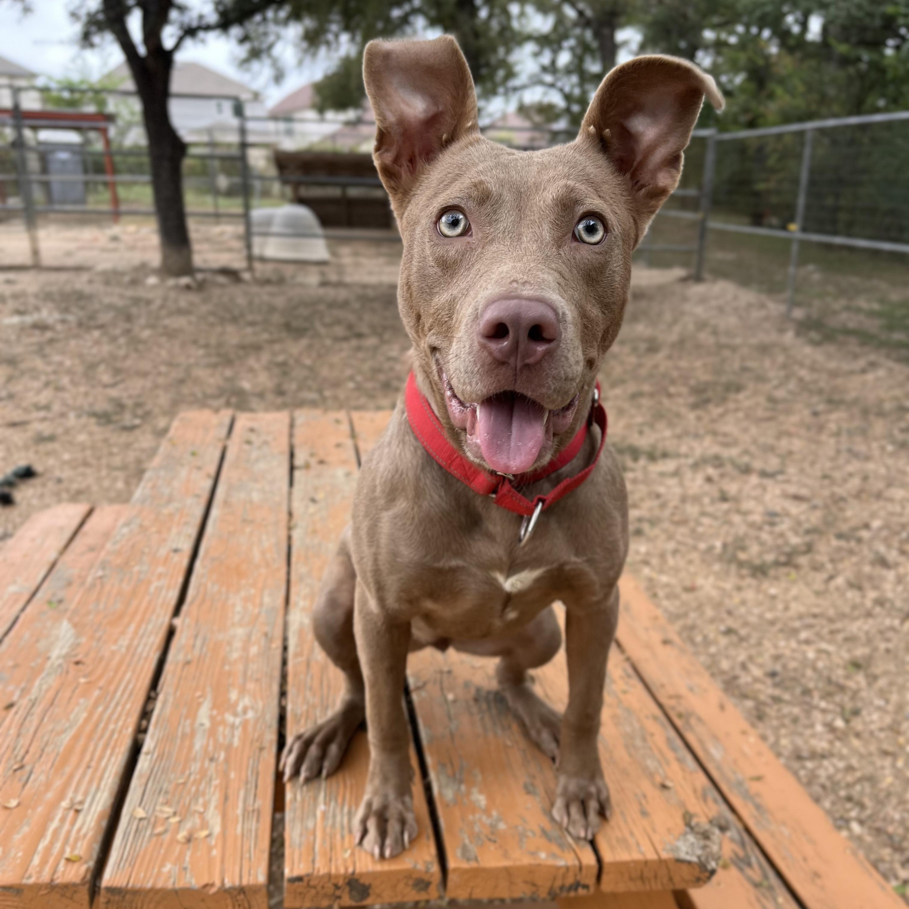 Enlarge Bonnie, a Adoptable mixed breed in Bulverde, TX image 2/4