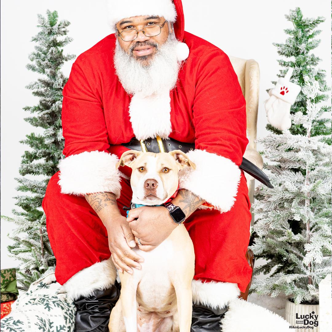 Breanna, Adoptable, Young Female Retriever & Terrier.