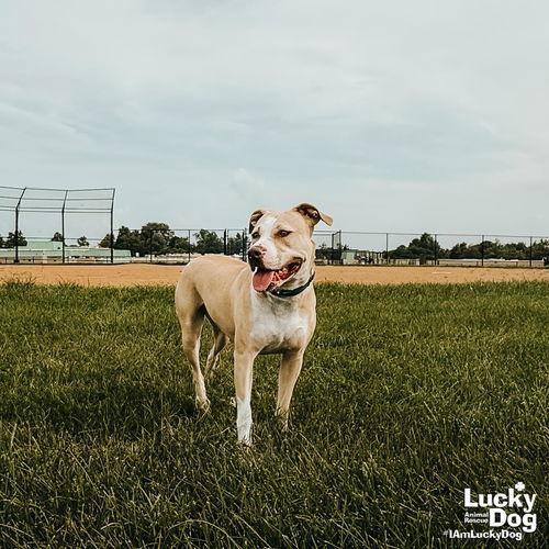 Breanna, Adoptable, Young Female Retriever & Terrier.