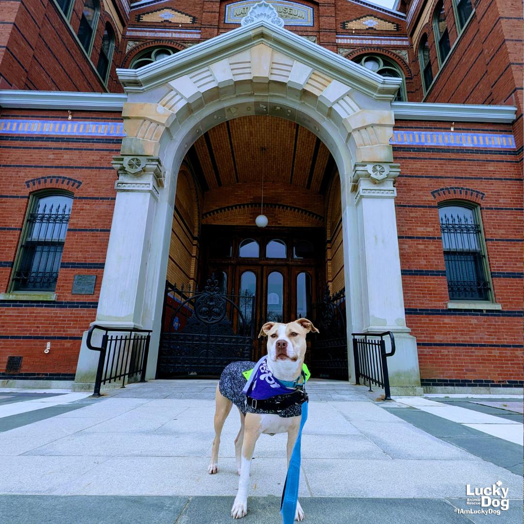Breanna, Adoptable, Young Female Retriever & Terrier.