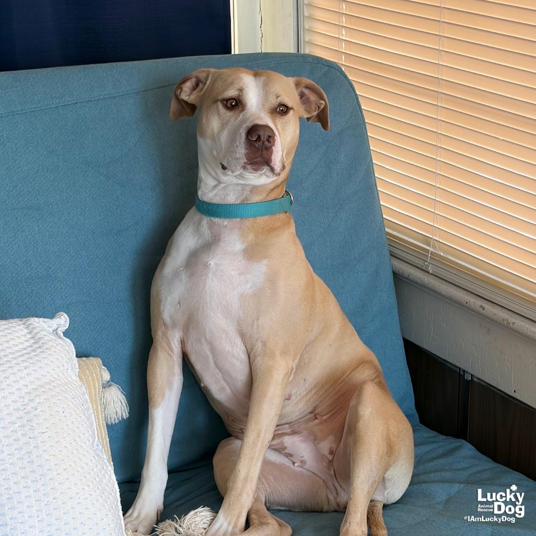 Enlarge Breanna, a Adoptable mixed breed in Washington, DC image 1/3