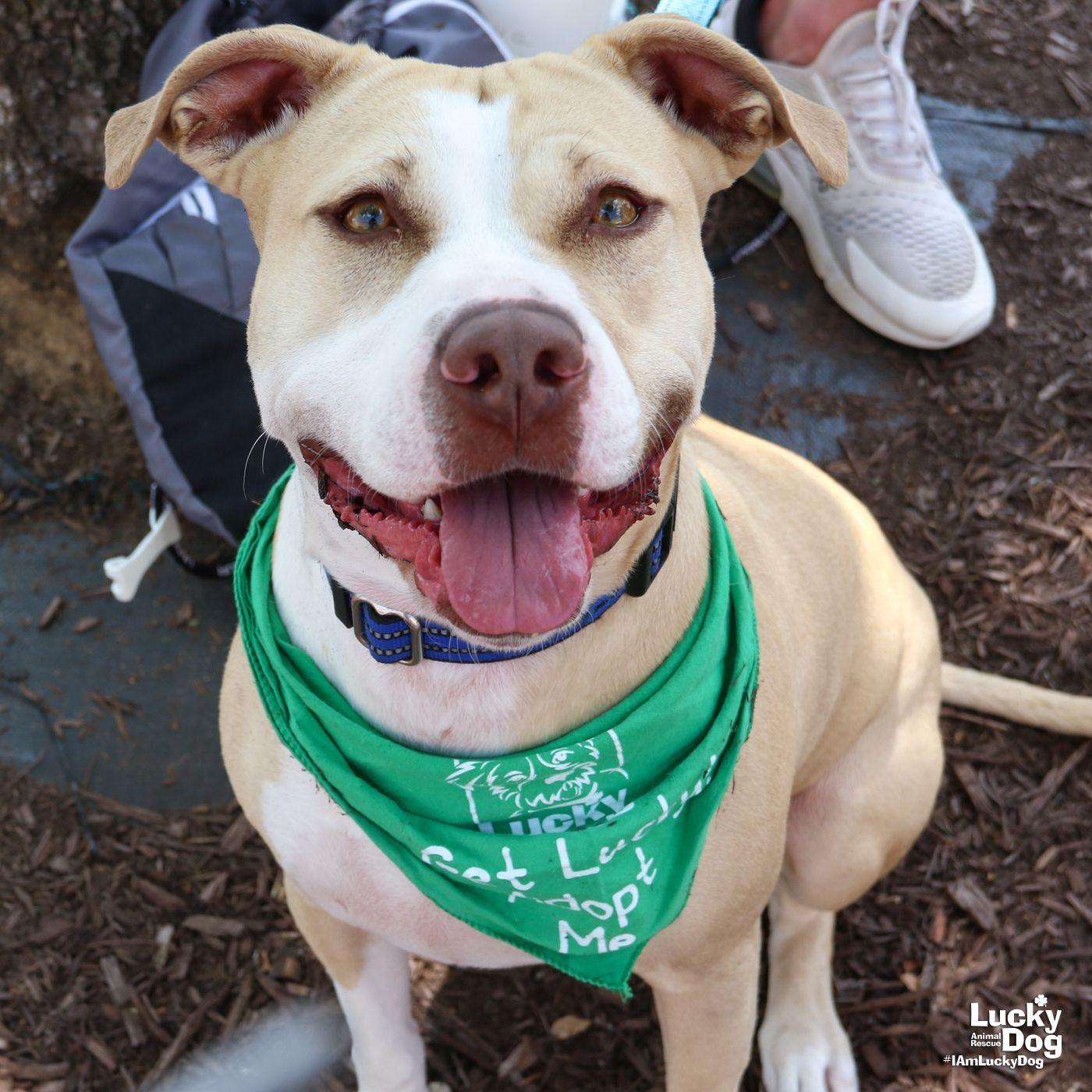 Enlarge Breanna, a Adoptable mixed breed in Washington, DC image 2/3