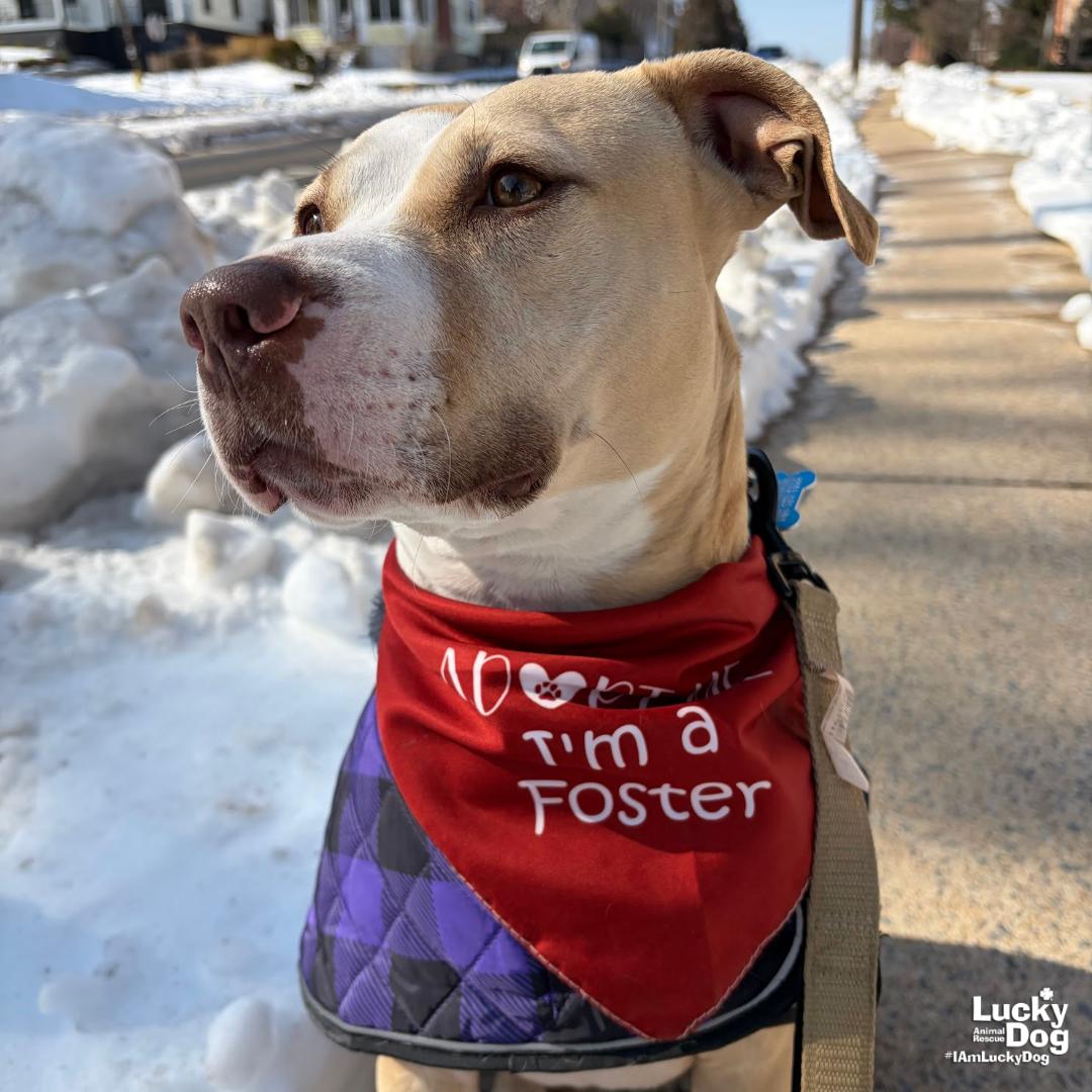 Enlarge Breanna, a Adoptable mixed breed in Washington, DC image 3/3