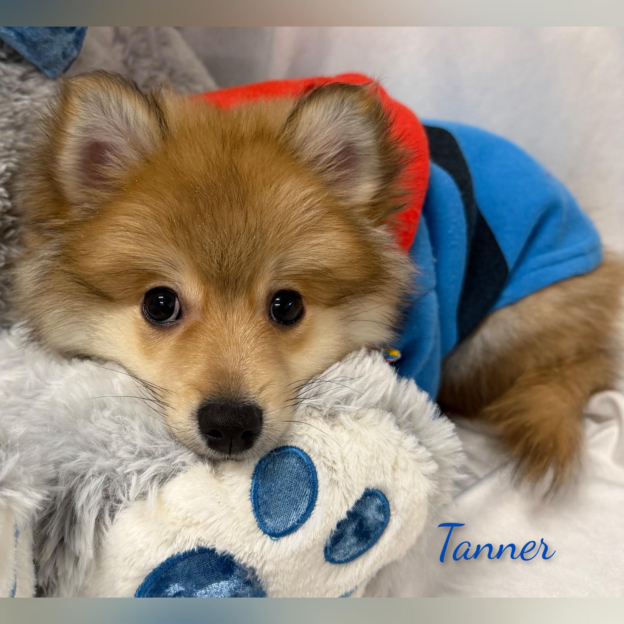 Tanner, adopted, Puppy Male Pomeranian.
