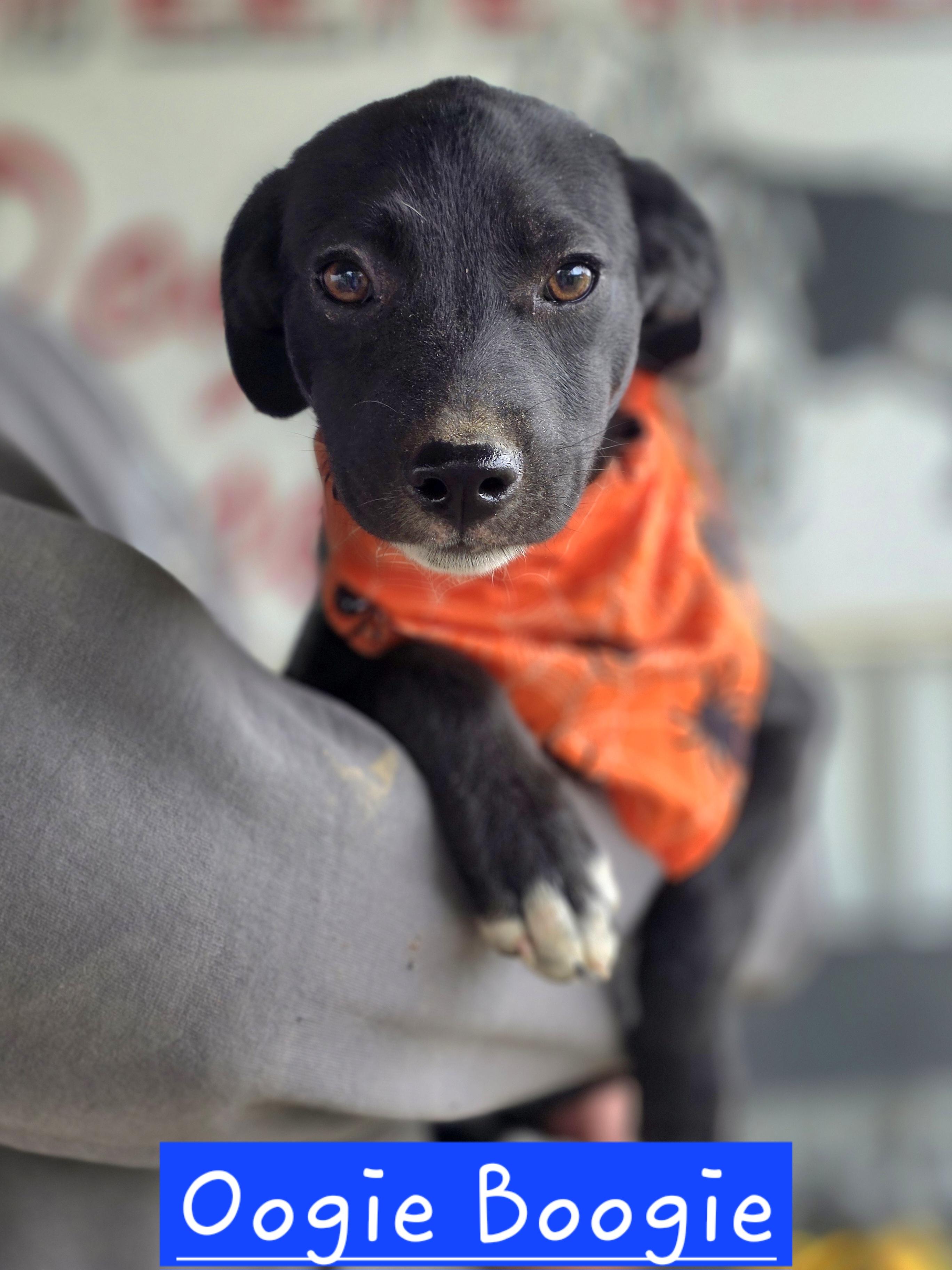 Enlarge Oogie Boogie, a Adopted Mixed Breed in Walthill, NE image 1/1