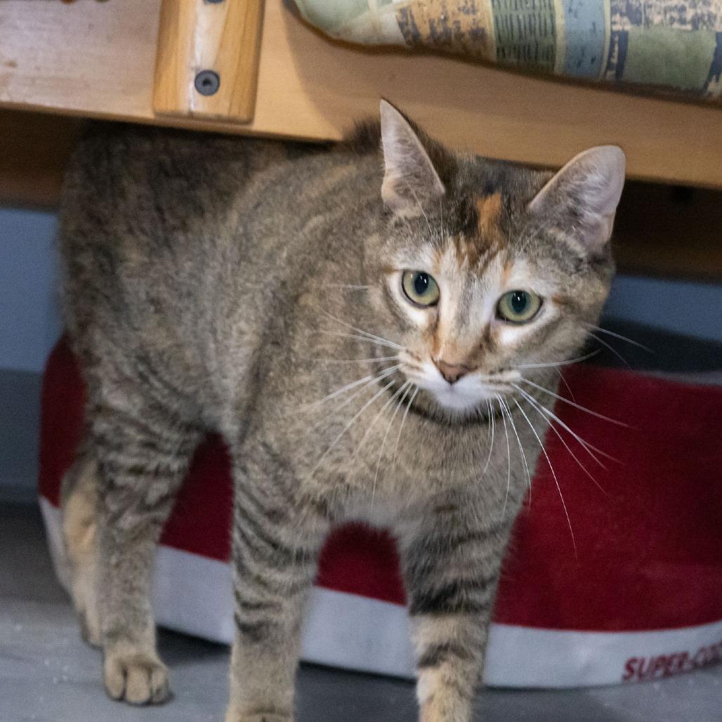 Enlarge Bindi, a Adoptable Domestic Short Hair in McKean, PA image 1/6