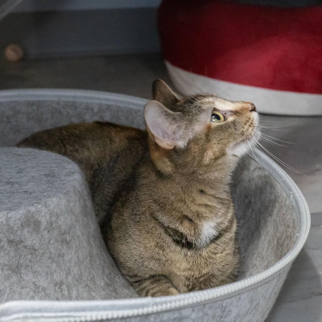 Enlarge Bindi, a Adoptable Domestic Short Hair in McKean, PA image 2/6