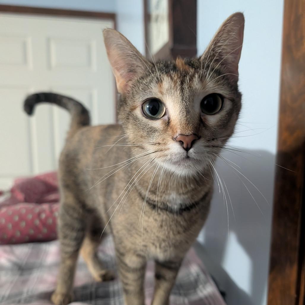 Enlarge Bindi, a Adoptable Domestic Short Hair in McKean, PA image 3/6