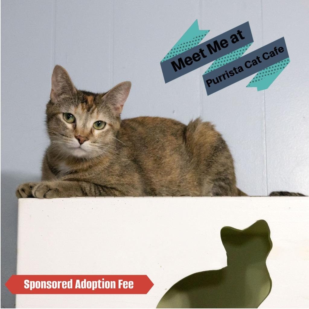 Enlarge Bindi, a Adoptable Domestic Short Hair in McKean, PA image 4/6