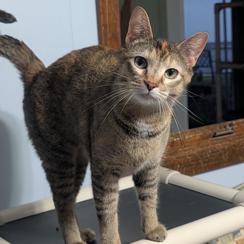 Enlarge Bindi, a Adoptable Domestic Short Hair in McKean, PA image 5/6