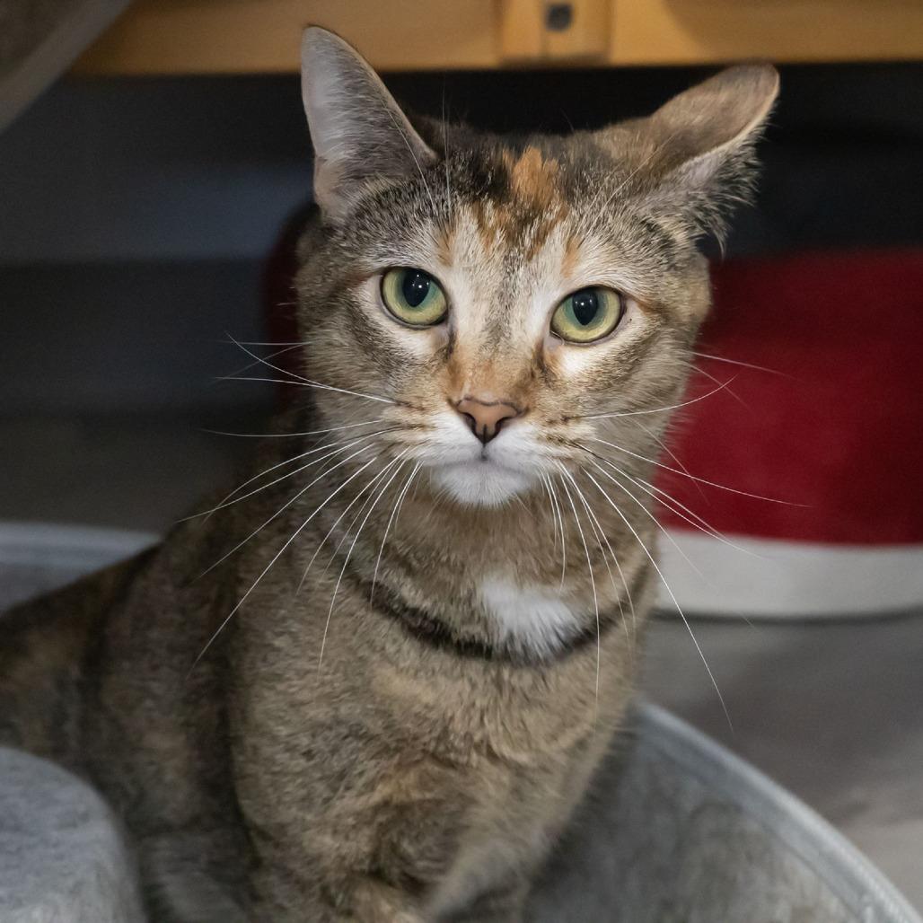 Enlarge Bindi, a Adoptable Domestic Short Hair in McKean, PA image 6/6