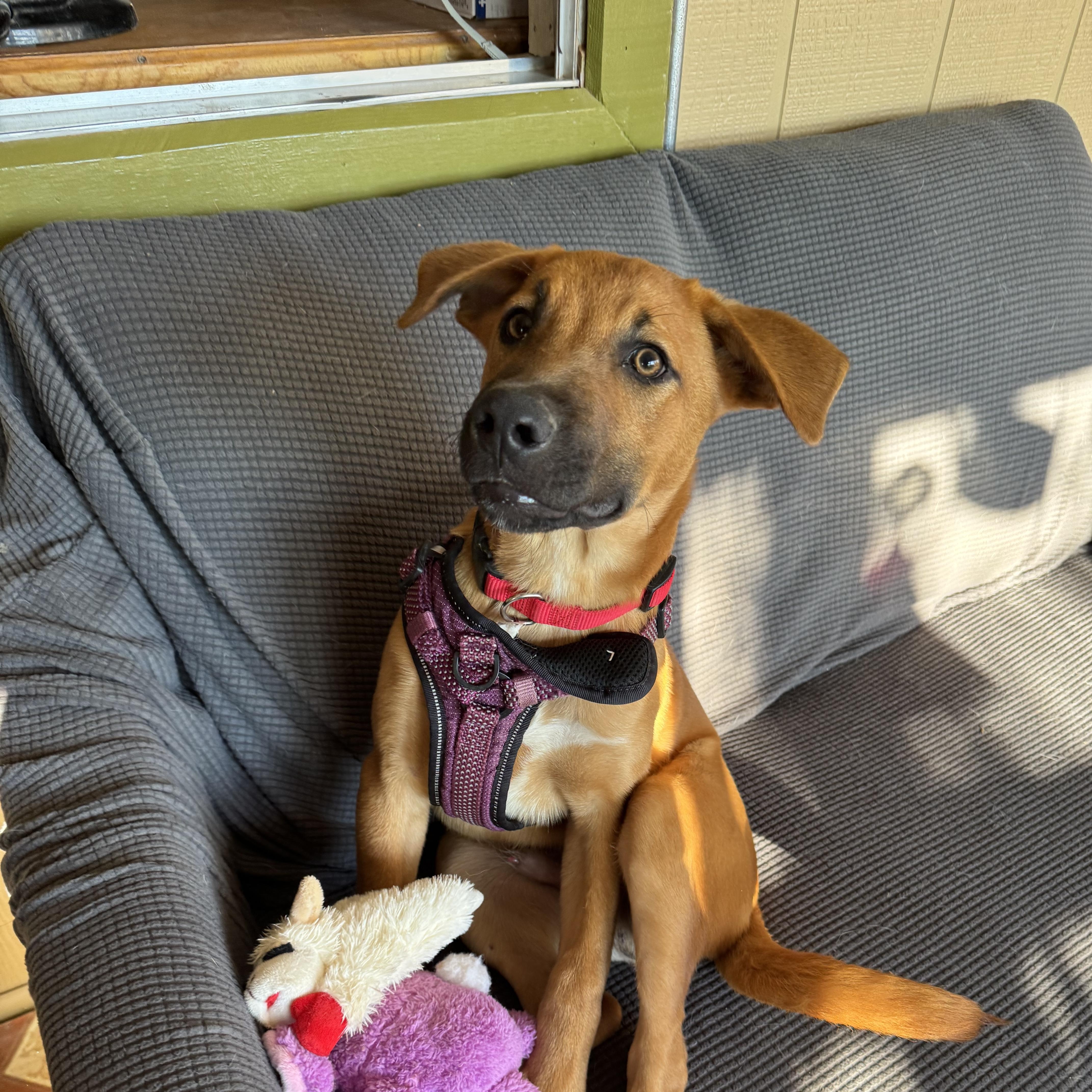 Enlarge Homer, a Adoptable mixed breed in Williamsburg, NM image 2/6
