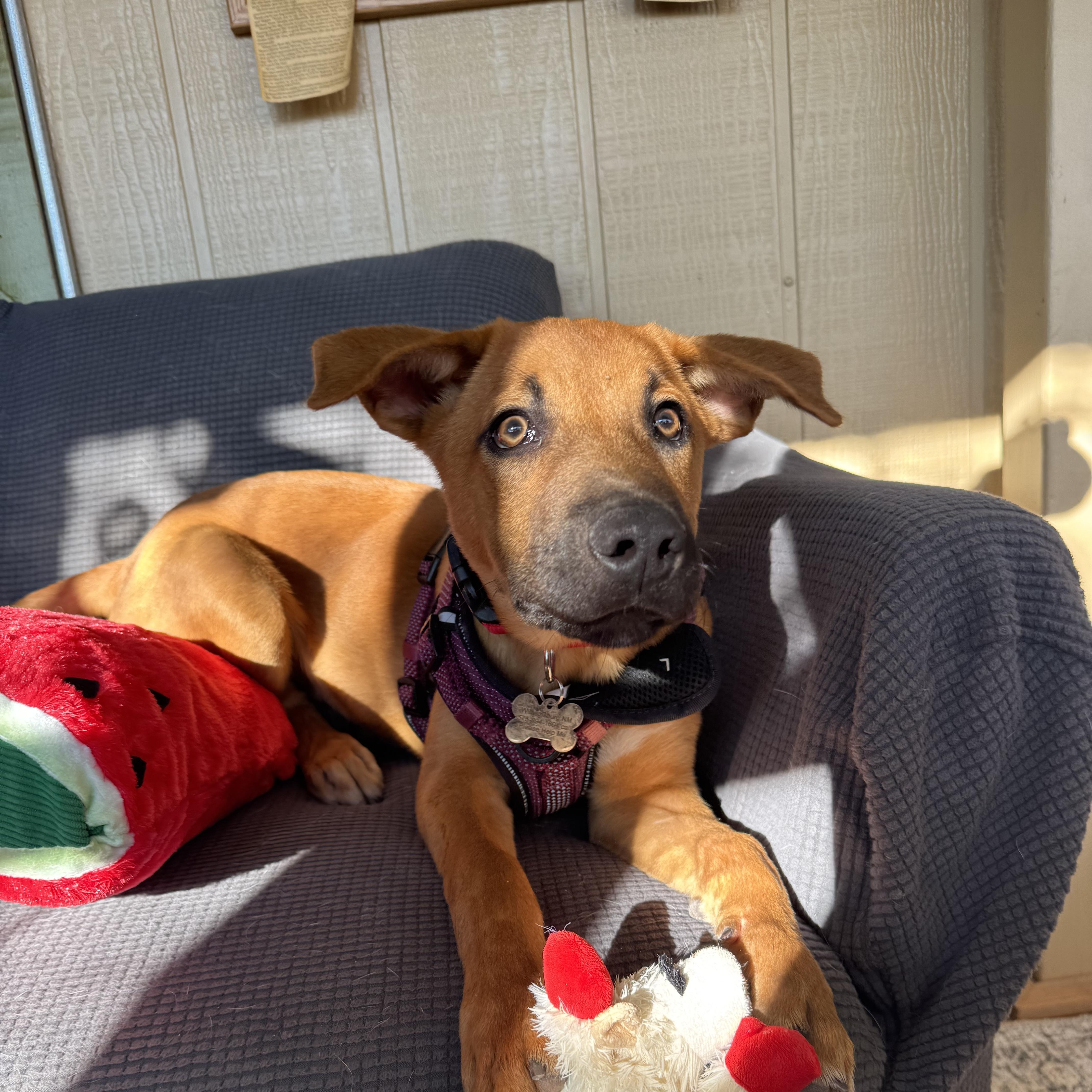 Enlarge Homer, a Adoptable mixed breed in Williamsburg, NM image 5/6