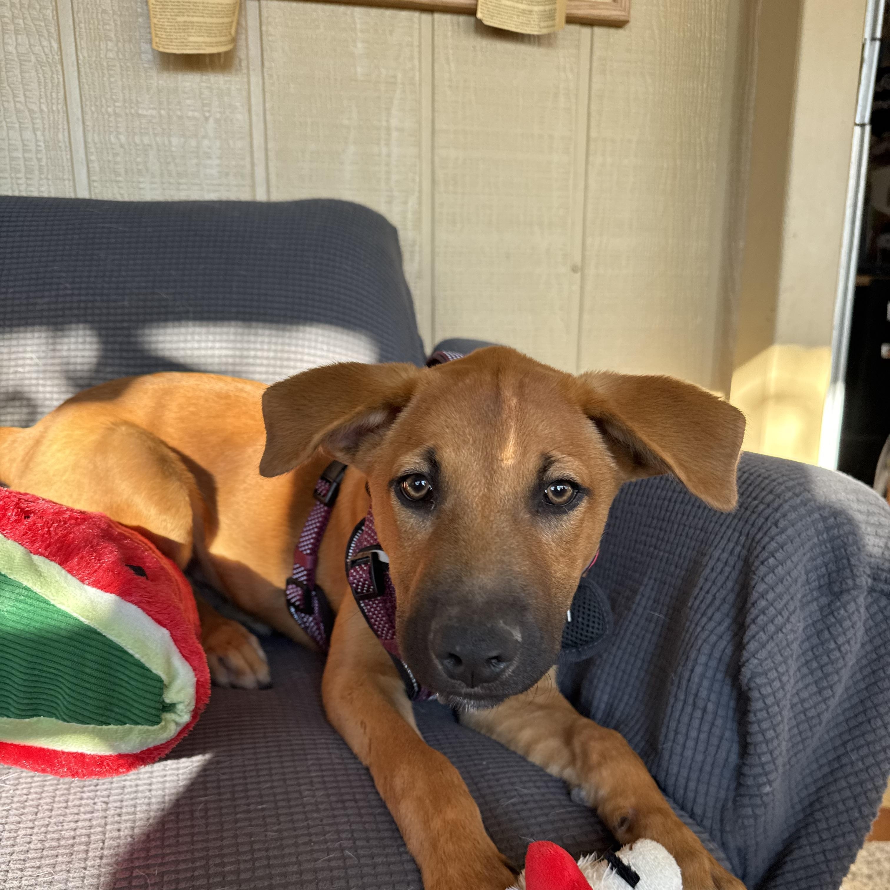Enlarge Homer, a Adoptable mixed breed in Williamsburg, NM image 6/6
