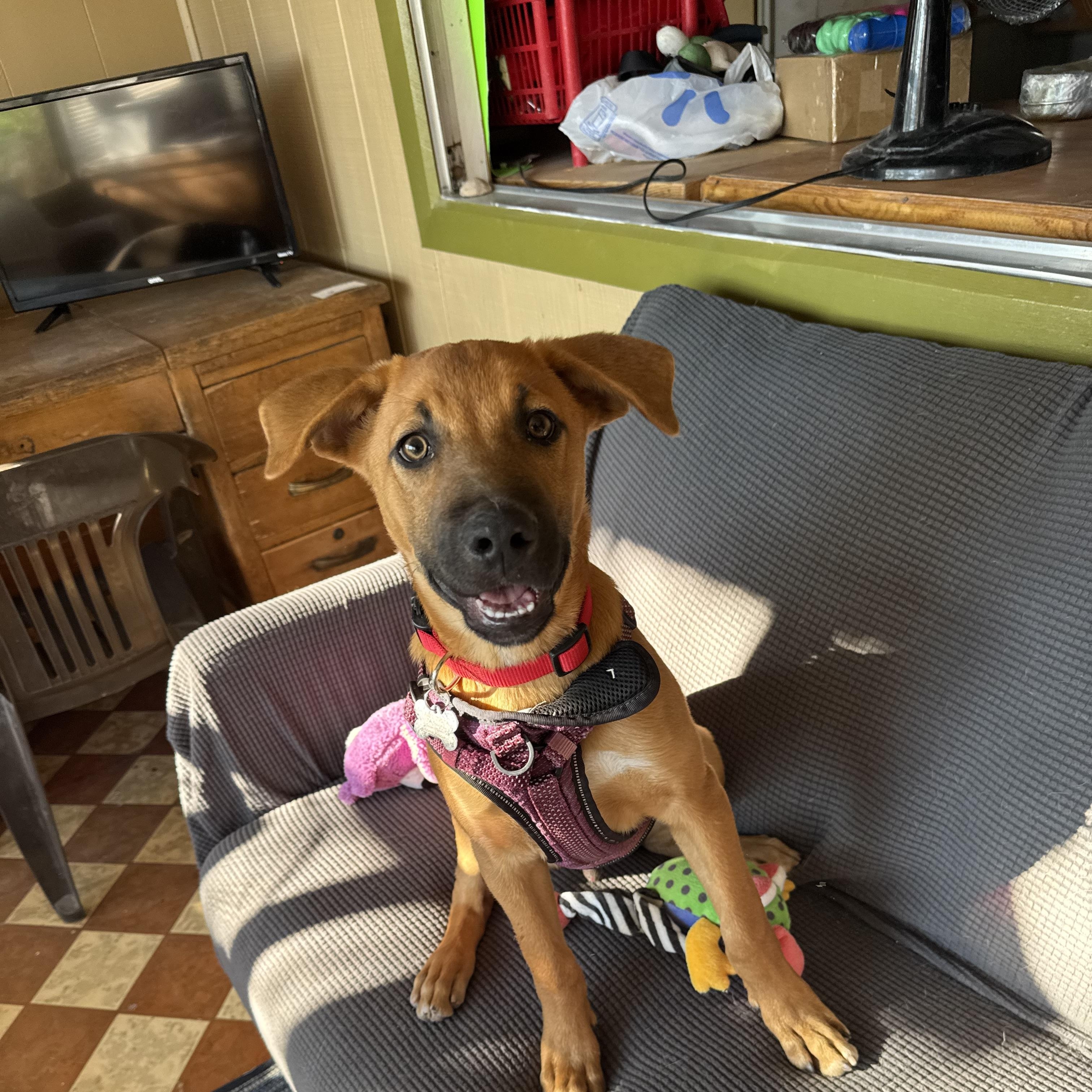Enlarge Homer, a Adoptable mixed breed in Williamsburg, NM image 4/6