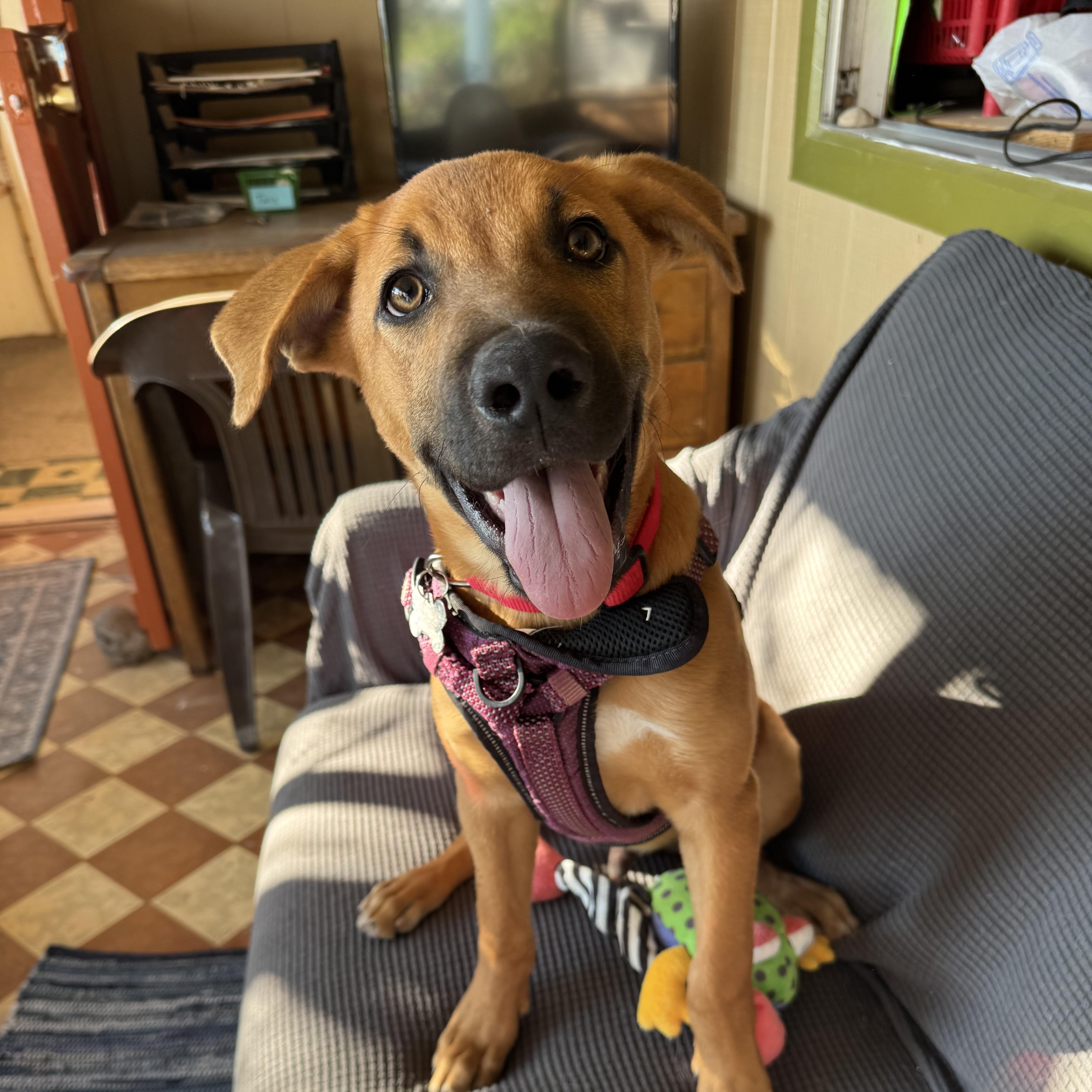 Enlarge Homer, a Adoptable mixed breed in Williamsburg, NM image 3/6