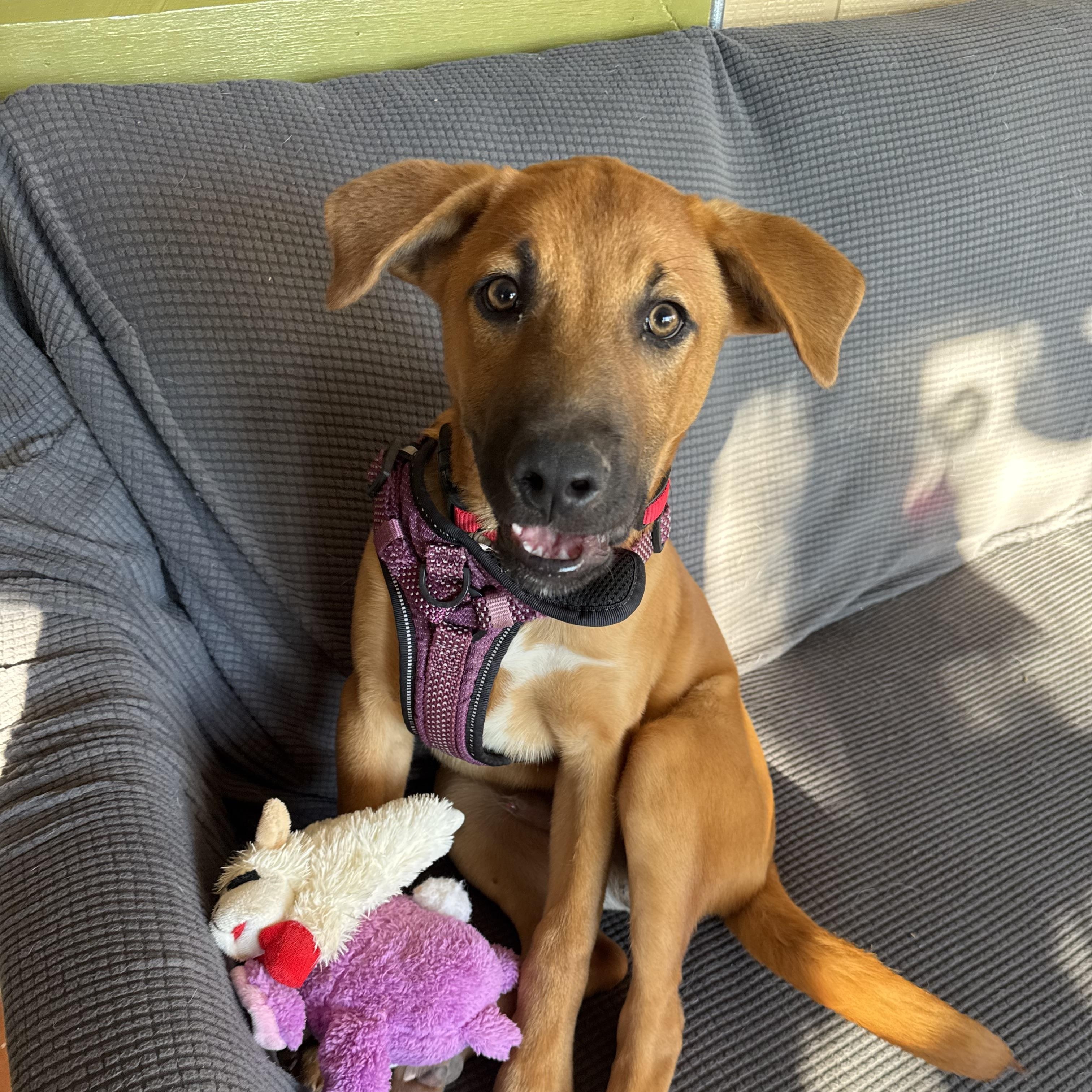 Enlarge Homer, a Adoptable mixed breed in Williamsburg, NM image 1/6