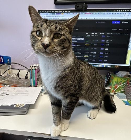 Bam and Jace (bonded brothers), a Adoptable Domestic Short Hair in Melrose, MA image 2/6