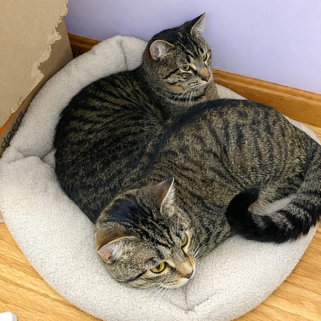 Bam and Jace (bonded brothers), a Adoptable Domestic Short Hair in Melrose, MA image 1/6
