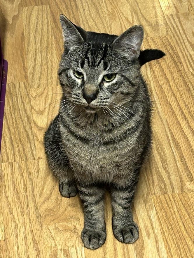 Bam and Jace (bonded brothers), a Adoptable Domestic Short Hair in Melrose, MA image 6/6
