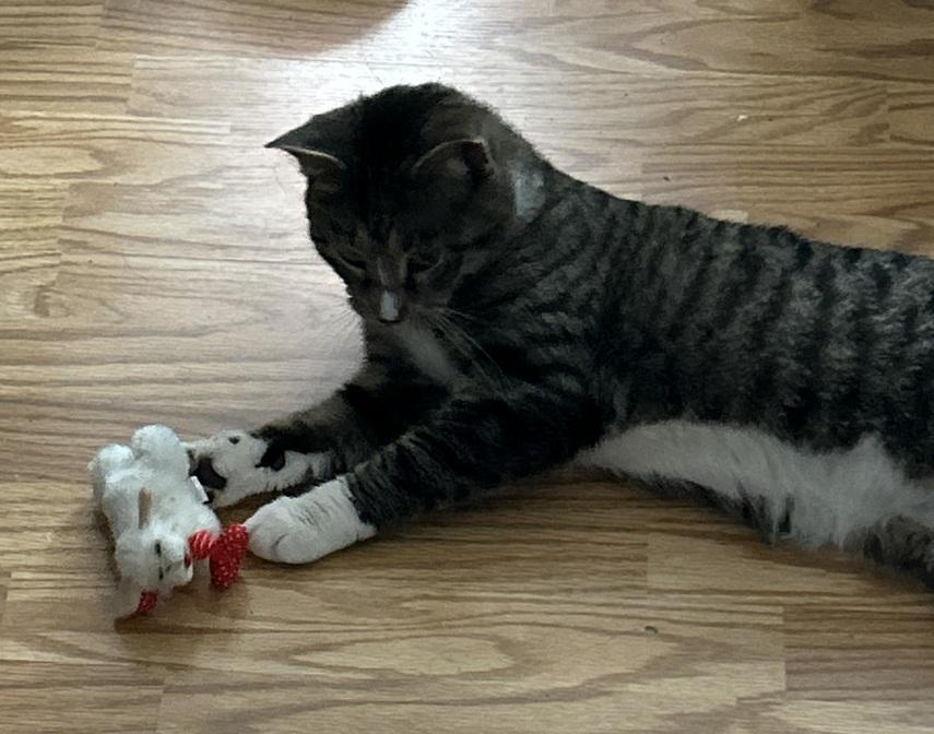 Bam and Jace (bonded brothers), a Adoptable Domestic Short Hair in Melrose, MA image 5/6