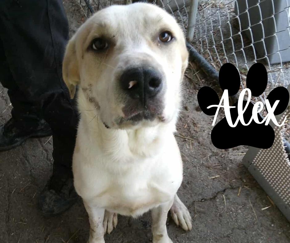 Alex
