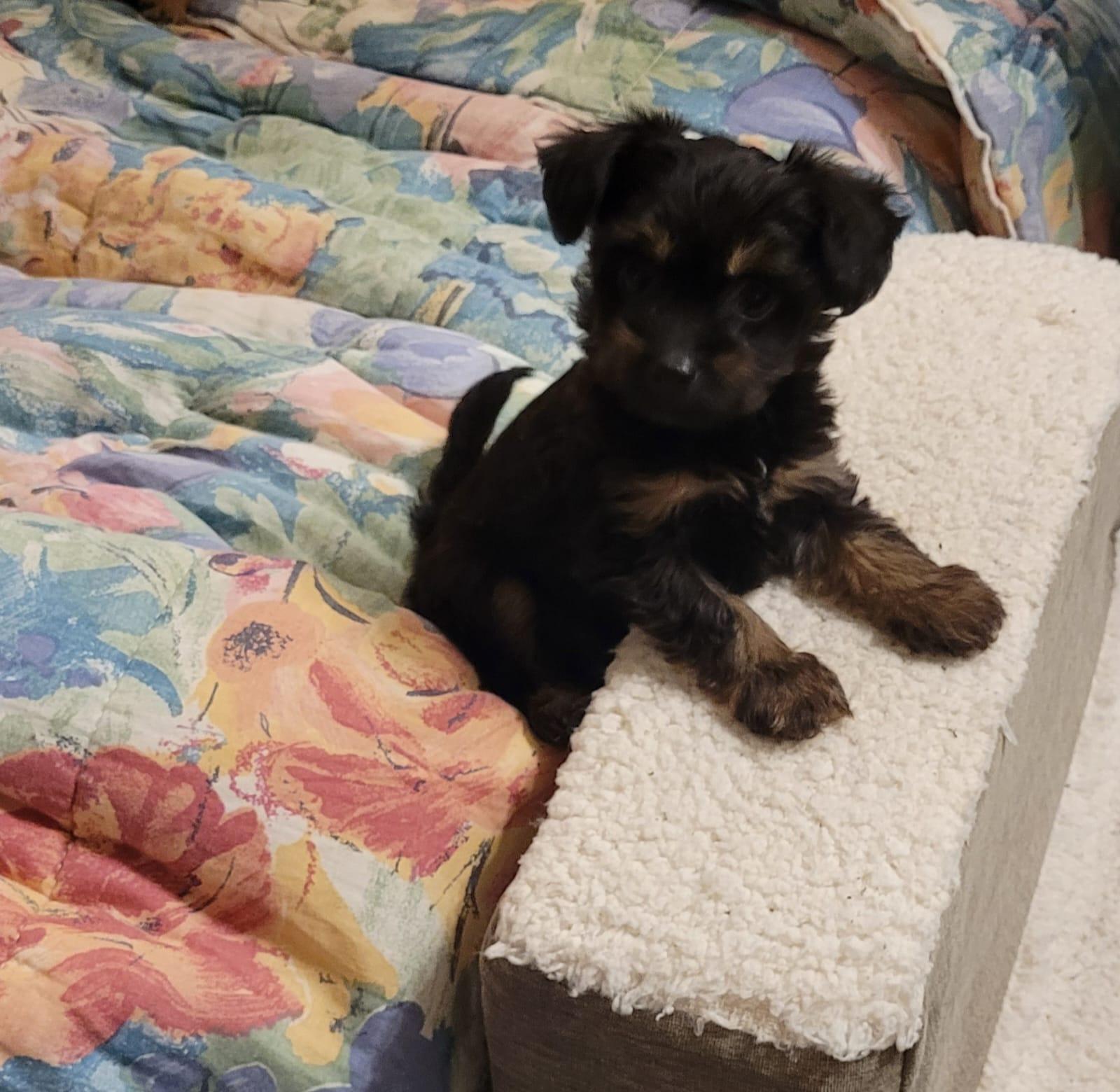 Timmy, adopted, Puppy Male Chihuahua.