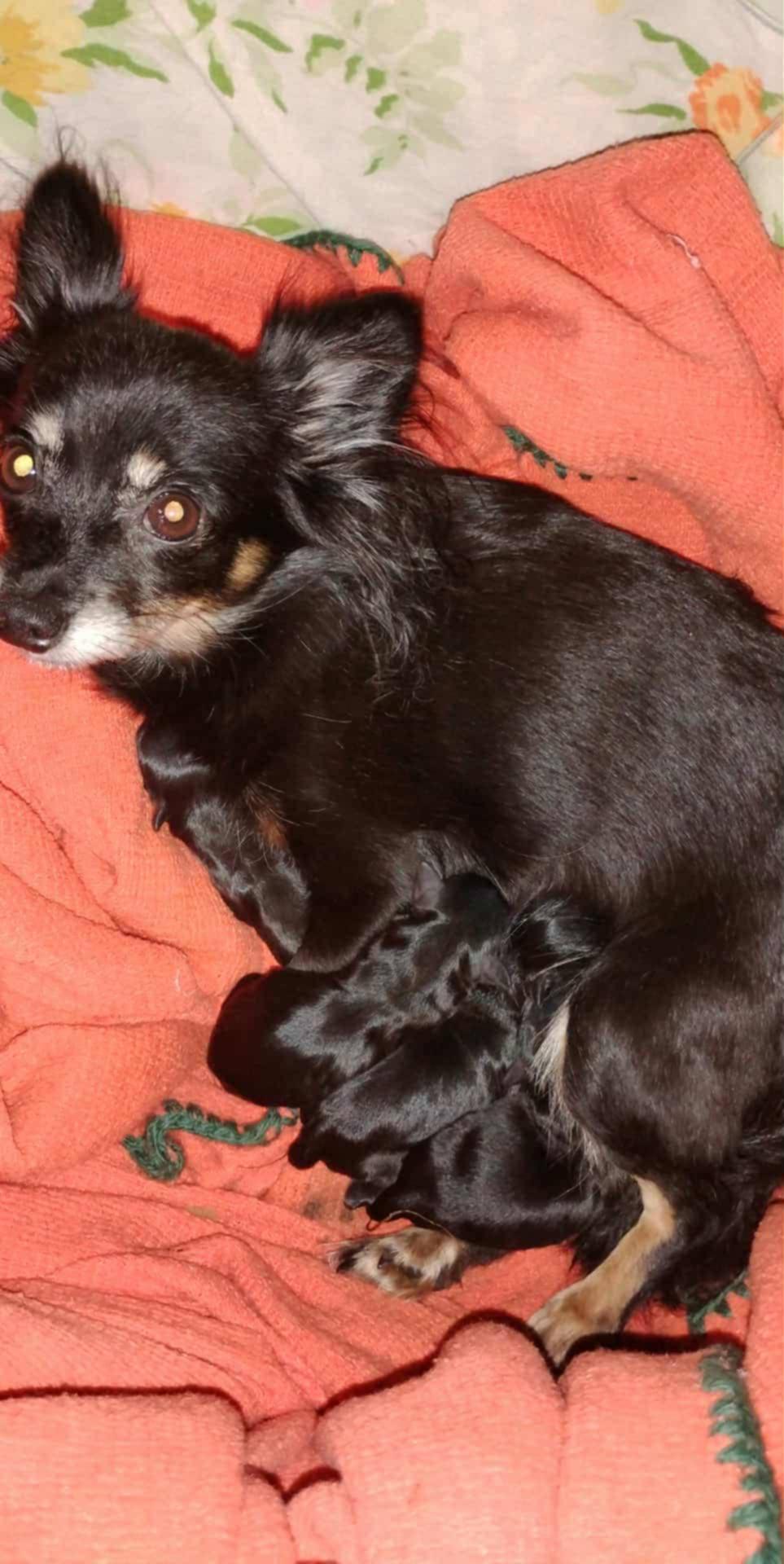 Enlarge Timmy, an adopted Chihuahua in Toronto, ON image 3/3