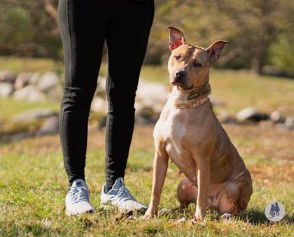 Enlarge Koko, a Adoptable mixed breed in Ann Arbor, MI image 1/6