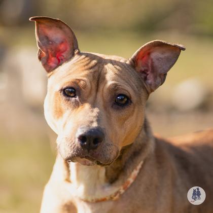 Enlarge Koko, a Adoptable mixed breed in Ann Arbor, MI image 4/6