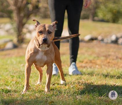 Enlarge Koko, a Adoptable mixed breed in Ann Arbor, MI image 5/6