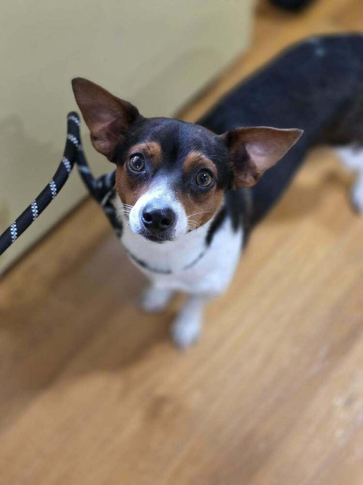 Enlarge Tito, a Adoptable mixed breed in Chattanooga, TN image 1/1