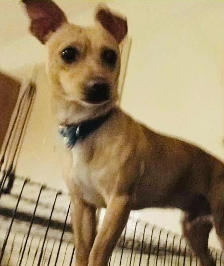 Enlarge Peanut, a Adoptable mixed breed in Manchester, TN image 1/1