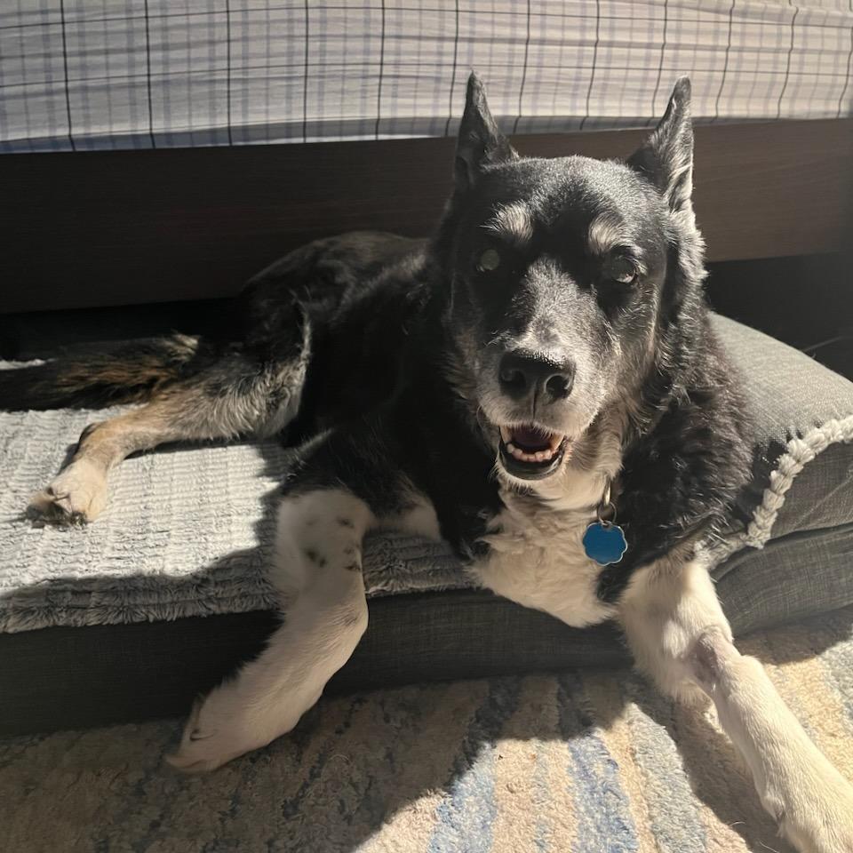 Tonita, a Adoptable mixed breed in Salt Lake City, UT image 2/6