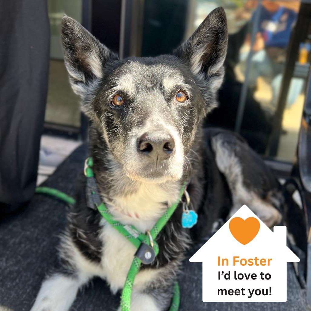 Enlarge Tonita, a Adoptable mixed breed in Salt Lake City, UT image 3/6