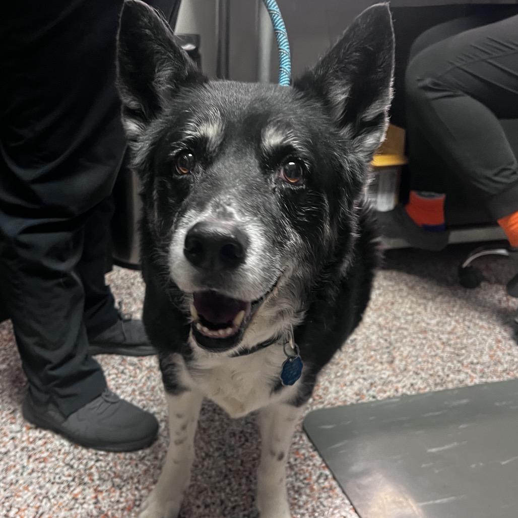 Tonita, Adoptable, Senior Female Husky & Mixed Breed.